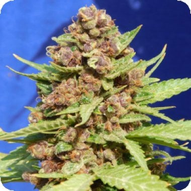 Original  Sensible  Seed  Company  Cannabis  Seeds  Purple  Punch  Cookies