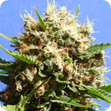 Original Sensible Seed Company Cannabis Seeds Runtz Auto