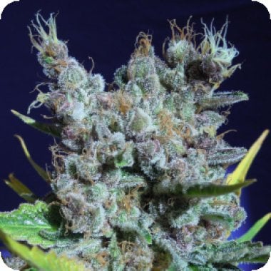 Original Sensible Seed Company Cannabis Seeds Runtz Gum