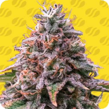 Original Sensible Seed Company Cannabis Seeds Strawberry Pie Auto