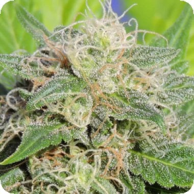Original Sensible Seed Company Cannabis Seeds Super Auto Lemon Haze