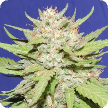 Original  Sensible  Seed  Company  Cannabis  Seeds  Wedding  Cake