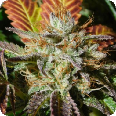 Original Sensible Seed Company Cannabis Seeds Wedding Cookies