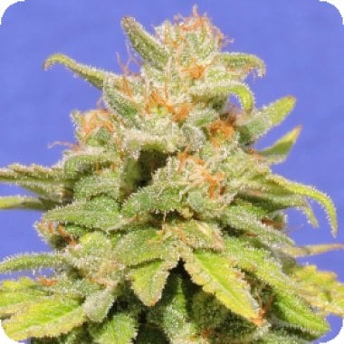 Original Sensible Seed Company Cannabis Seeds White Crystal Meth Auto