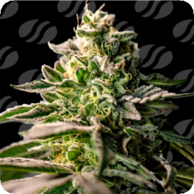 Original Sensible Seed Company Cannabis Seeds Zingatsu