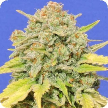Original Sensible Seed Company Cannabis Seeds Zkittlez