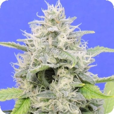 Original Sensible Seed Company Cannabis Seeds Zkittzy Gorilla