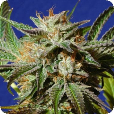 Original Sensible Cannabis Seeds Gorilla Cookies