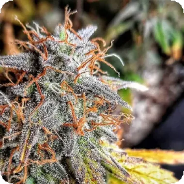 Penthouse  Cannabis  Co  Seeds  Sour  Surge