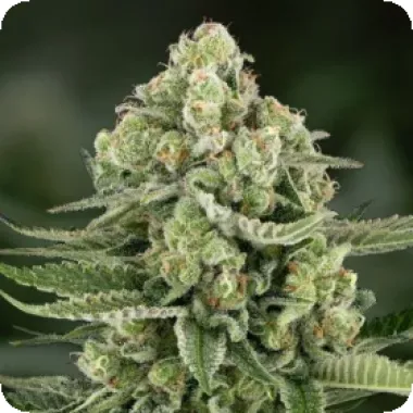 Powerstrains  Cannabis  Seeds 5star  Apple  Fritter