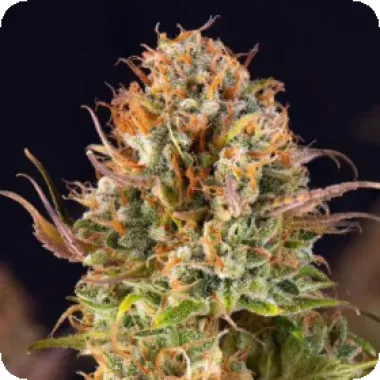 Powerstrains  Cannabis  Seeds 5star  Auto  Orange  Bud