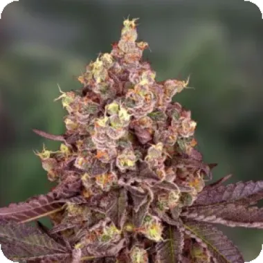 Powerstrains Cannabis Seeds 5star Cherry Pie Auto