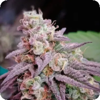 Powerstrains Cannabis Seeds 5star Pink Runtz Auto