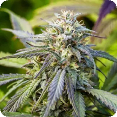 Powerstrains  Cannabis  Seeds  Afghan  Kush  Auto