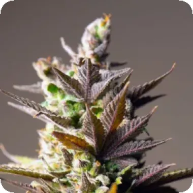 Powerstrains  Cannabis  Seeds  Cookie  Mint