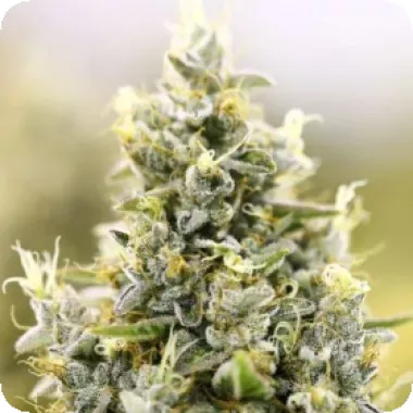 Powerstrains  Cannabis  Seeds  Gelato  Auto