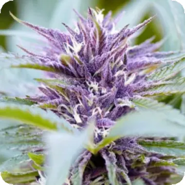 Powerstrains  Cannabis  Seeds  Purple  Haze  Auto