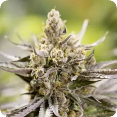 Powerstrains  Cannabis  Seeds  Watermelon  Auto