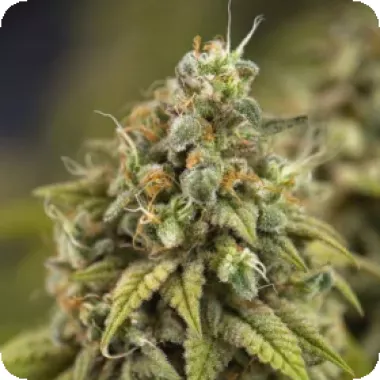 Powerstrains  Cannabis  Seeds  Wedding  Cake  Auto
