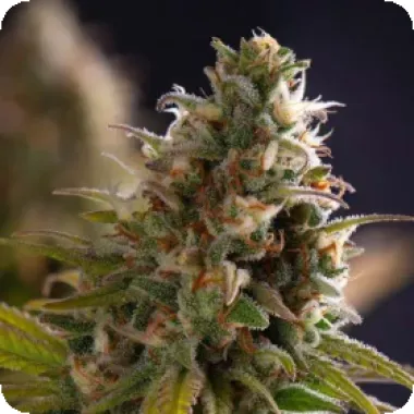 Powerstrains  Cannabis  Seeds  Wedding  Cake