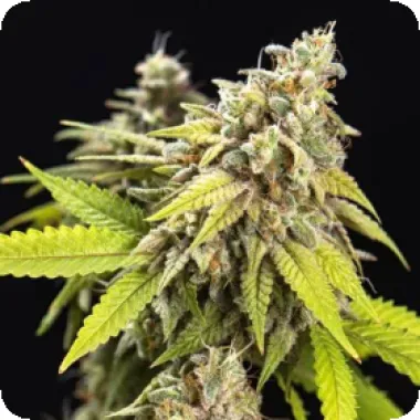 Powerstrains  Cannabis  Seeds  White  Widow  Auto