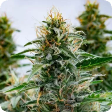 Powerstrains  Cannabis  Seeds  White  Widow