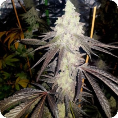Propaganja  Cannabis  Seeds 167b  Auto