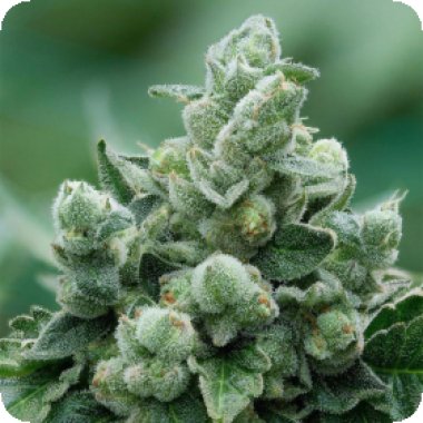 Propaganja  Cannabis  Seeds  Avash  Avash