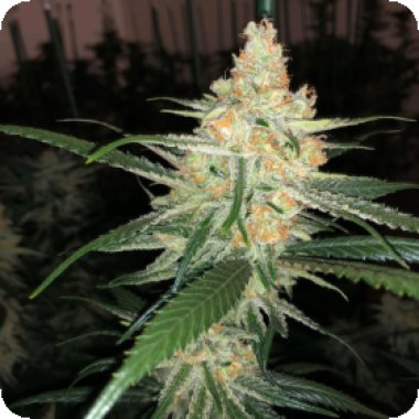 Propaganja  Cannabis  Seeds  B  I  G  Kahoona