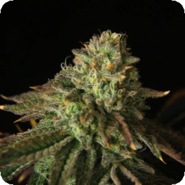 Propaganja  Cannabis  Seeds  Buks  Banner 11  Auto