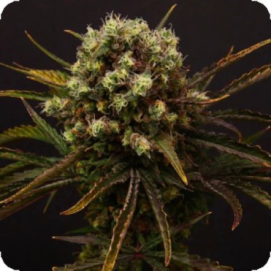 Propaganja  Cannabis  Seeds  Diamante  Citron  Auto
