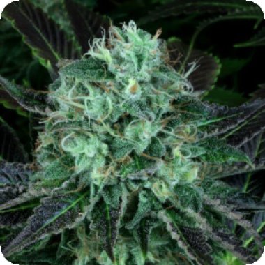 Propaganja  Cannabis  Seeds  Dodgee  Cherries
