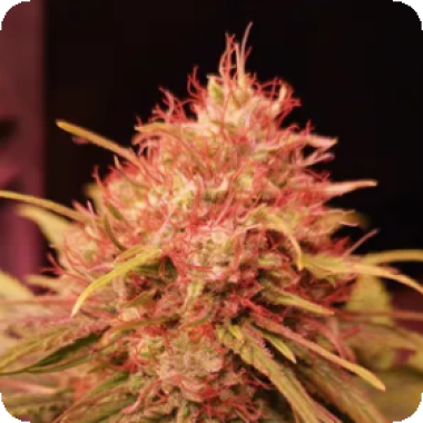 Propaganja  Cannabis  Seeds  Fruity  Gas