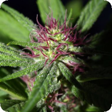 Propaganja  Cannabis  Seeds  Gobsmacked  Mandarine