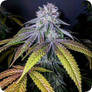 Propaganja  Cannabis  Seeds  Grand  Dude