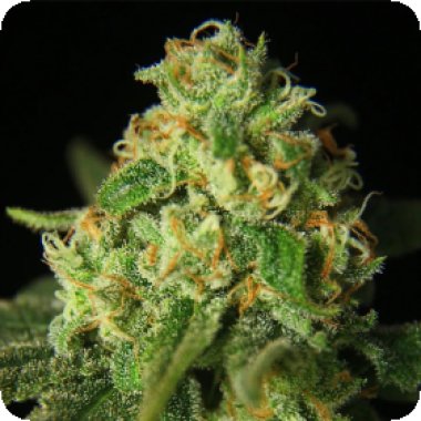 Propaganja  Cannabis  Seeds  Kashrut  Auto