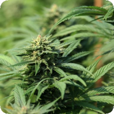 Propaganja  Cannabis  Seeds  Kookie  G  Moji