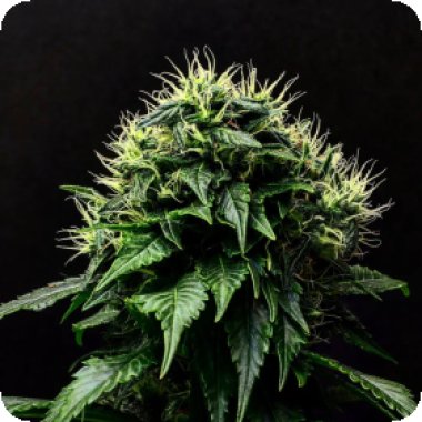 Propaganja  Cannabis  Seeds  Masamune  Og  Auto