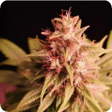 Propaganja  Cannabis  Seeds  Pineapple  Magnum
