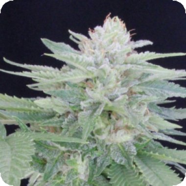 Propaganja  Cannabis  Seeds  Provolone 21