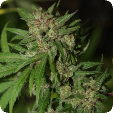 Propaganja  Cannabis  Seeds  Red  Neck  Poison