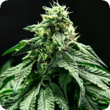 Propaganja  Cannabis  Seeds  Rotten  Banana  Auto