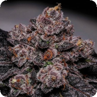 Propaganja  Cannabis  Seeds  Slime  Dessert  Aka  Baba
