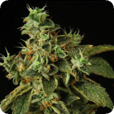 Propaganja  Cannabis  Seeds  Special  Rum  Auto