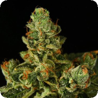 Propaganja  Cannabis  Seeds  Stockton  Slap  Og  Auto