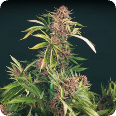 Propaganja  Cannabis  Seeds  Strawberry  Smoothie