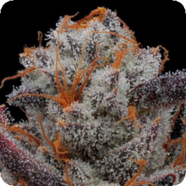 Propaganja  Cannabis  Seeds  The  Chupacabra