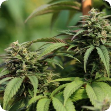 Propaganja  Cannabis  Seeds  The  Fruity  Fuzz 33