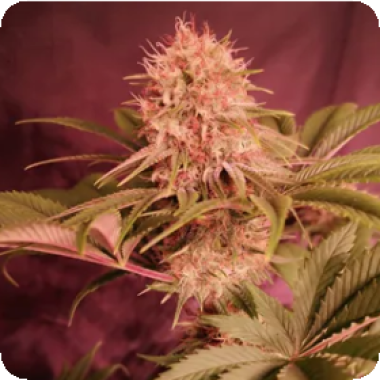 Propaganja  Cannabis  Seeds  Tipsy  Ape