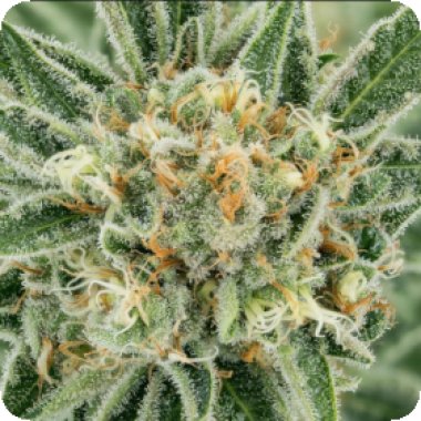 Propaganja  Cannabis  Seeds  Trekkie  Sweets